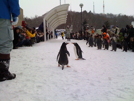 ペンギンの散歩