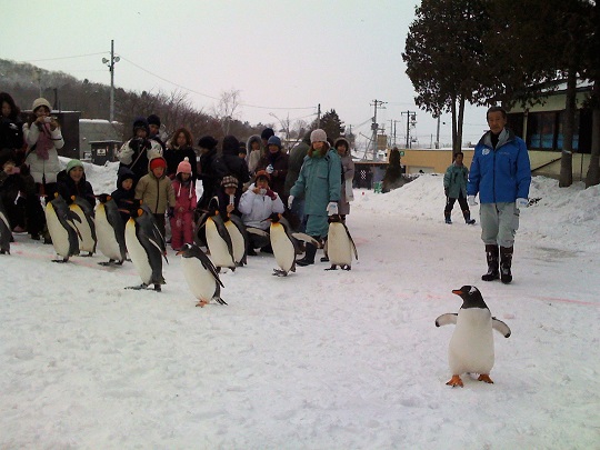 ペンギンの散歩