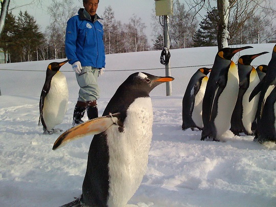 旭山動物園ペンギン