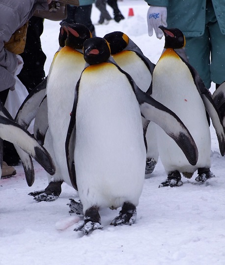 旭山動物園ペンギン