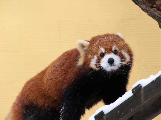 レッサーパンダ