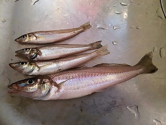 2017年6月10日にキープしたキス達