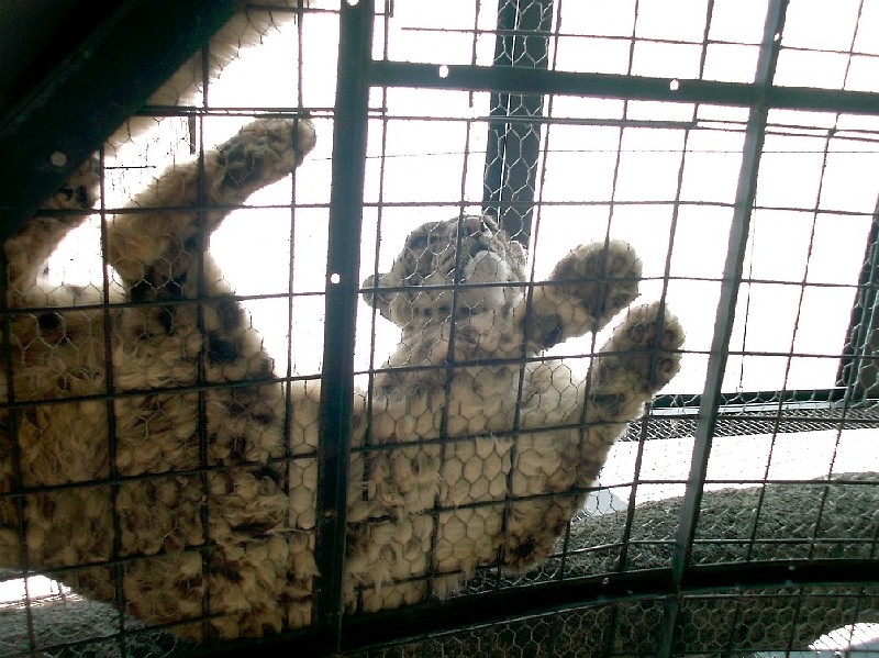 旭山動物園猛獣館