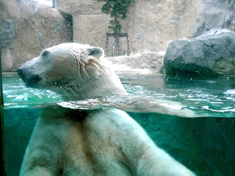 旭山動物園ホッキョクグマ館