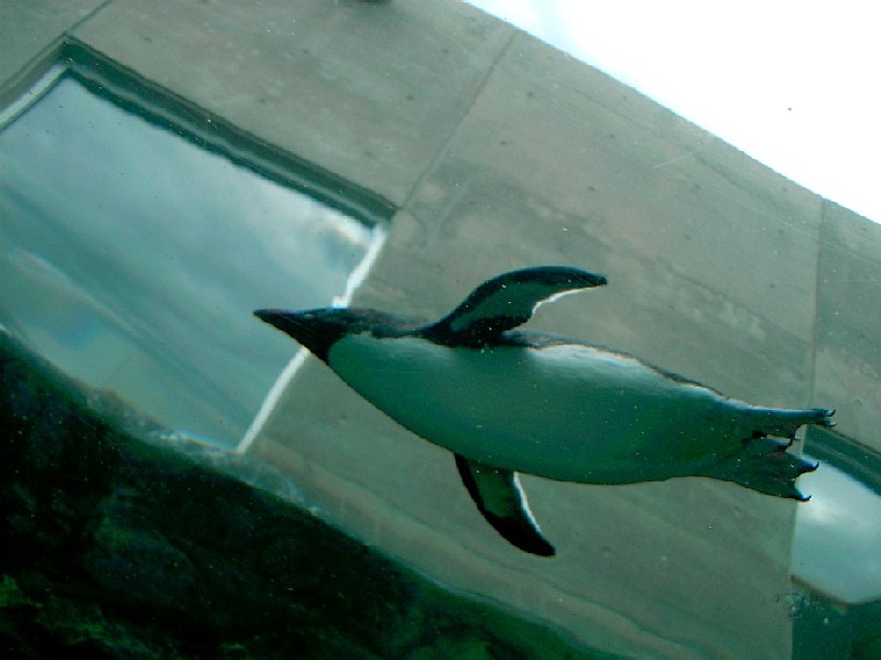 旭山動物園ペンギン館