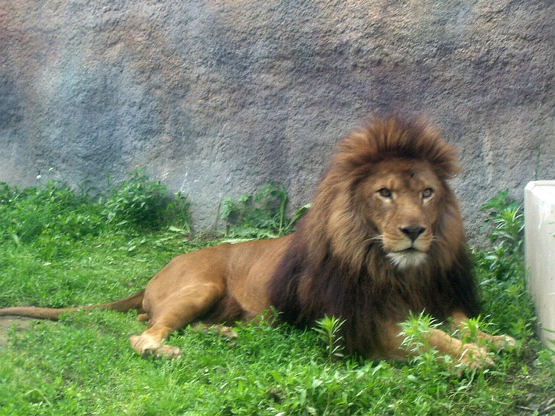 もうじゅう館、ライオンのライラ