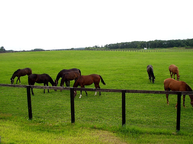 ノーザンホースパーク近くの牧場で見かけた競走馬